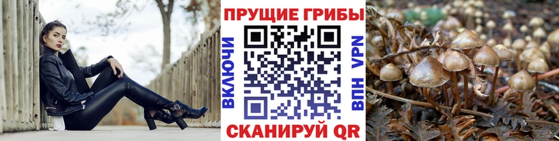 где купить   Томмот  Галлюциногенные грибы Magic Shrooms 